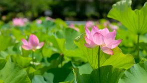 【至“陜”至美】荷塘光影繪就詩意夏日