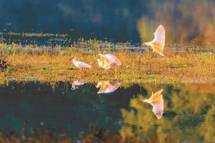 洋縣：鄉村“鳥導”護鳥致富兩不誤_fororder_微信圖片_20250627092144