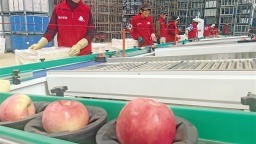 “智慧種植”讓陜西蘋果始終“技高一籌”