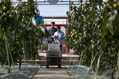 AI 기반 스마트 농업 '란샤' 겨울대추 수확 로봇, 다리 현지에 첫 등장_fororder_e476263bc0c64107a8197265418a066f.800x533