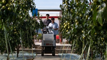 AI×スマート農業 大荔で冬ナツメの収穫ロボット「藍俠」を初めて導入