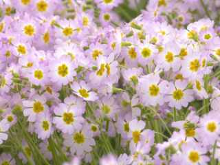 Successful Cultivation of the Endangered Qinling Primula filchnerae in Fuping County, Weinan, Shaanxi_fororder_25a12a9e594547dda066a755e78ebc70.1267x713.880x2147483647