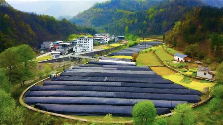 新春走基層 | 安康白河縣：發展特色産業 泥土裡長出新希望_fororder_微信圖片_20260206105718_1168_356