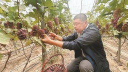 “甜蜜産業”鋪就鄉村振興幸福路