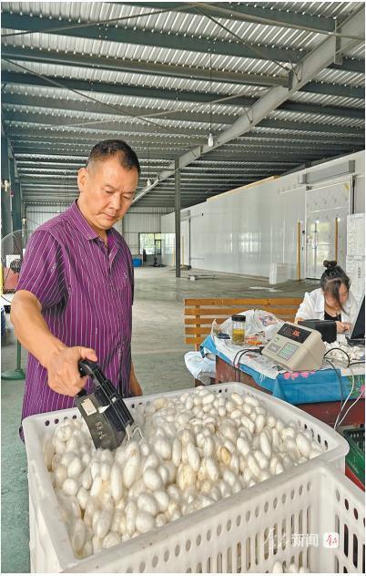 “一根絲”拉長富民産業鏈