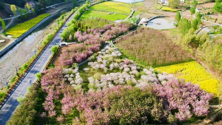 漢陰：櫻花絢爛綻放引客來