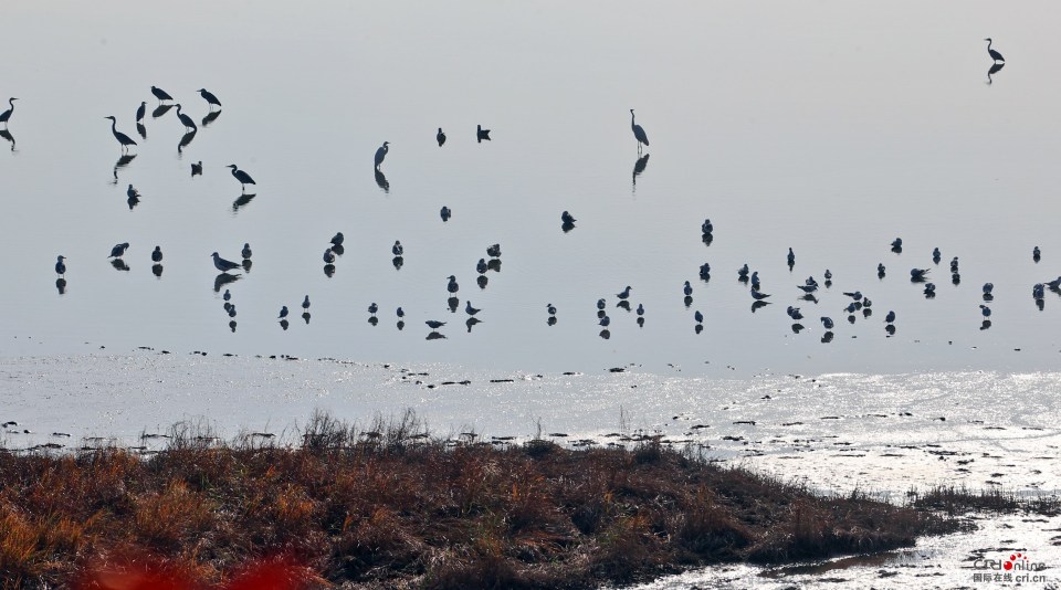 陜西大荔：黃河濕地迎“客”來_fororder_image (6)