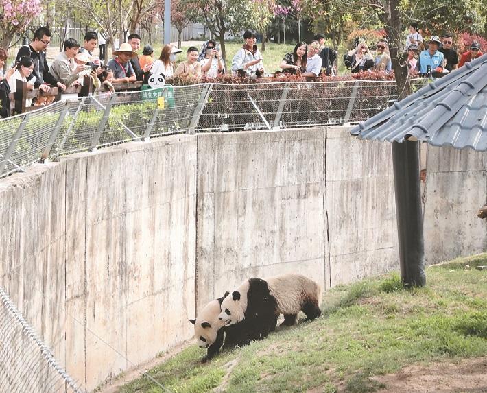 清明假期陜西旅遊市場持續火熱_fororder_微信圖片_20250407101653