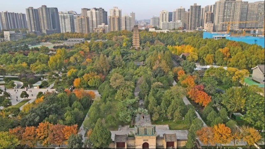 秋日小雁塔風景美