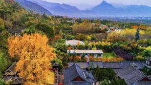 西安古觀音禪寺千年銀杏火出圈 網上預約錯峰遊覽已開啟