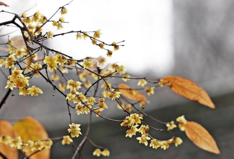 蠟梅綻放冬日裏_fororder_2