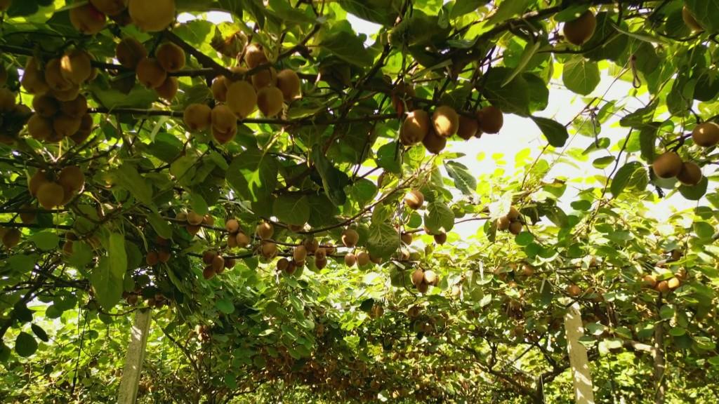 鄠邑區1.2萬畝獼猴桃陸續上市