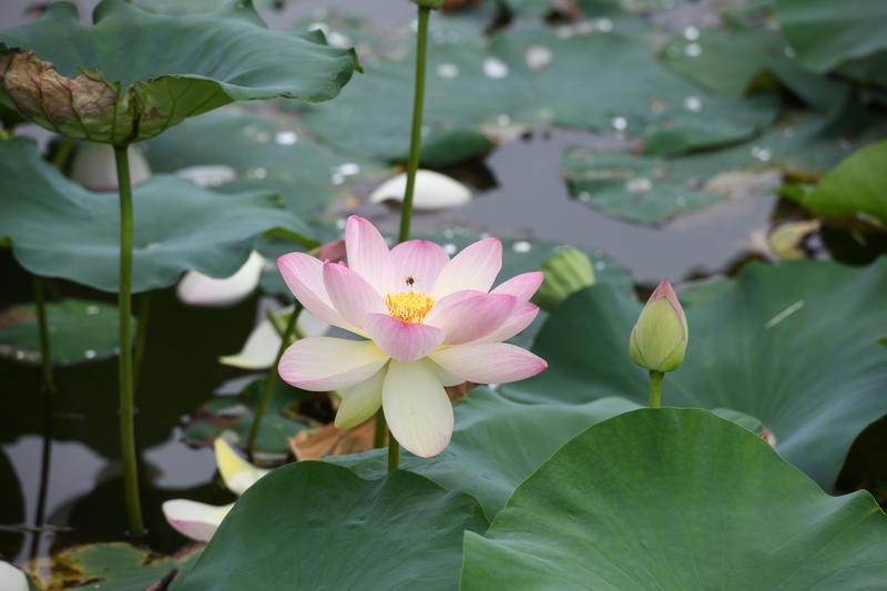碧葉連天粉荷俏 桃花潭畔夏意濃