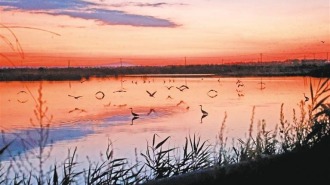 黃河濕地生態美 鳥兒翩躚入畫來
