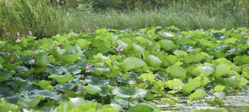 浐灞國家濕地公園生態宜人