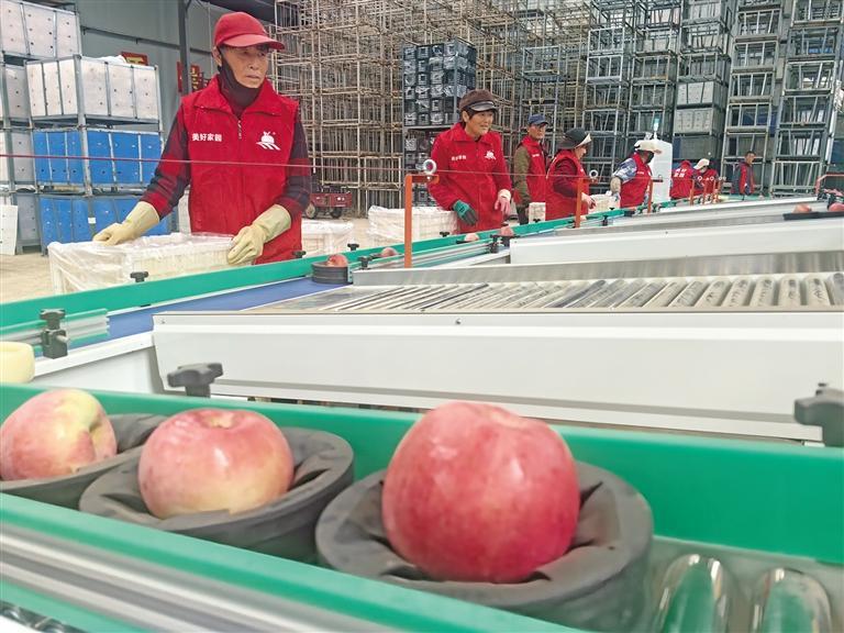 “智慧種植”讓陜西蘋果始終“技高一籌”_fororder_微信圖片_20251106090324_736_356