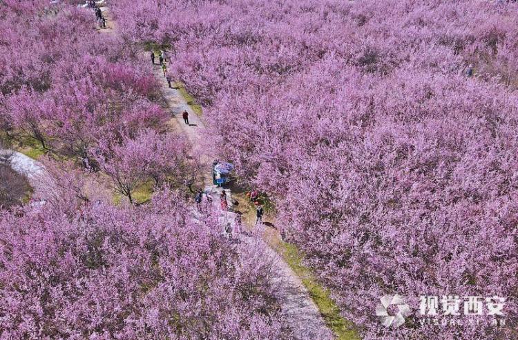 春日梅園花潮涌