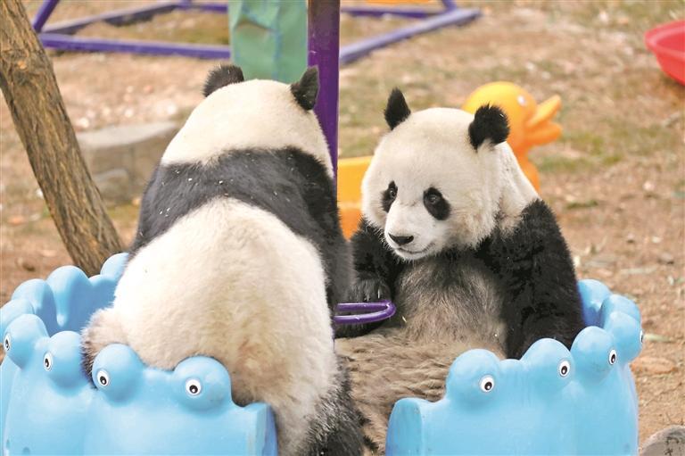 秦嶺大熊貓保護邁向種群恢復與生態系統維護階段_fororder_微信圖片_20260116083803_1022_356