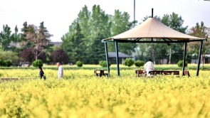 油菜花海引客來