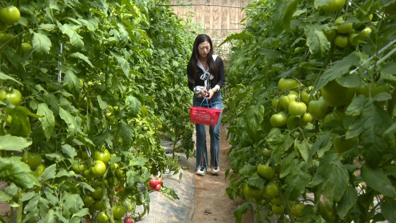 【“縣”聲奪人】陜西韓城：特色果蔬採摘忙 增收致富産業旺_fororder_圖片3