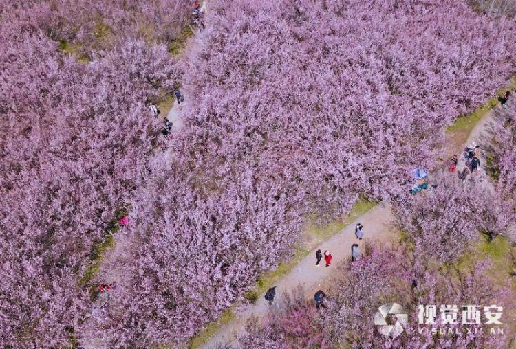 春日梅園花潮涌