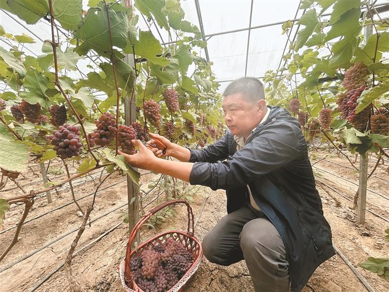 “甜蜜産業”鋪就鄉村振興幸福路_fororder_微信圖片_20250515091629