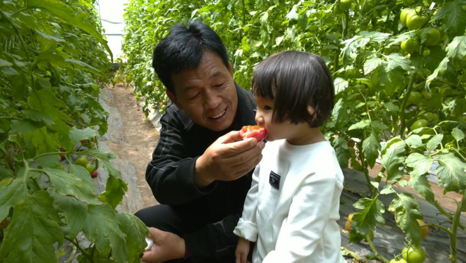 【“縣”聲奪人】陜西韓城：特色果蔬採摘忙 增收致富産業旺_fororder_圖片2