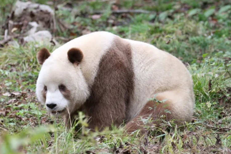 秦嶺常青 西安人抬頭可望的“詩與遠方”_fororder_圖片2