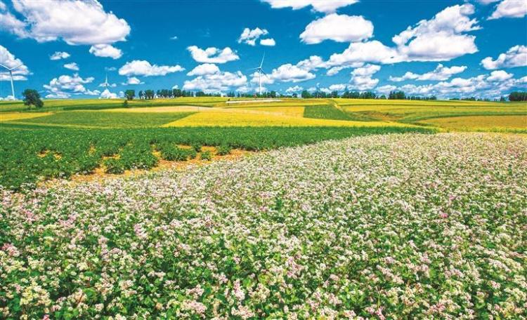 塞上沃野繪新卷 農業強市啟新程——榆林以農業現代化譜寫鄉村振興新篇章_fororder_微信圖片_20260126083028_2809_127