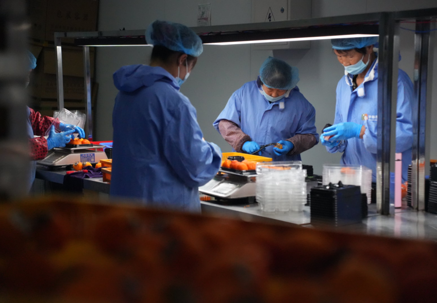 從田間到世界 富平柿子産業的創新發展之路