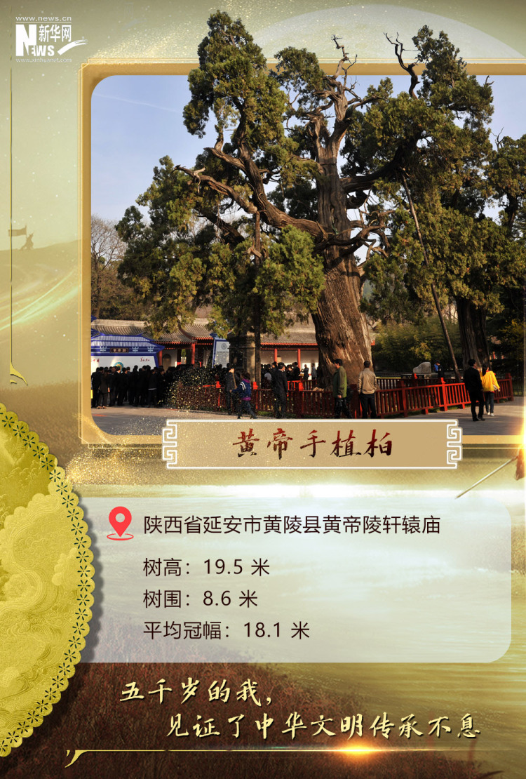 樹載韆鞦·同根同祖丨5000歲古樹下感受中華文明生生不息