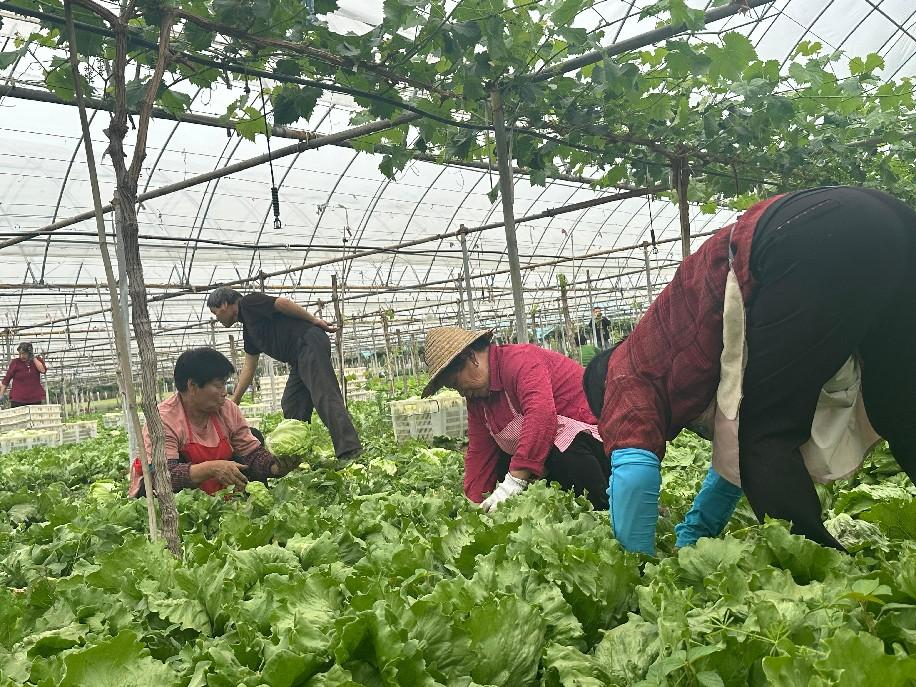 西安高新區探索“葡萄+蔬菜”套種模式 實現生態與效益雙贏_fororder_圖片4