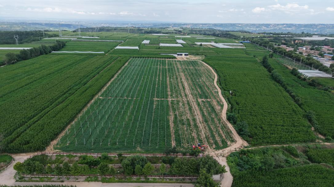 延安黃陵:青春力量紮根鄉土 共繪鄉村振興新篇_fororder_1·4