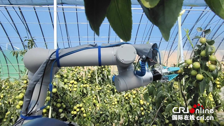 【新質觀察室】AI賦能智慧農業 “藍俠”冬棗採摘機器人首次亮相大荔田間地頭_fororder_a41c214e580344d4bfd623dd40e72b0c.1267x713.750x2147483647