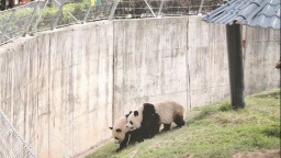 清明假期陜西旅遊市場持續火熱