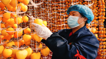 웨이난 푸핑: 가을 수확철 맞아 대지를 빛내는 붉은 감