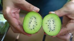 鄠邑區1.2萬畝獼猴桃陸續上市