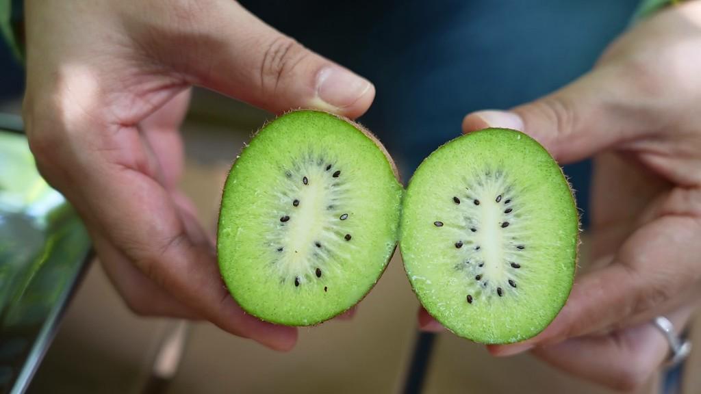 鄠邑區1.2萬畝獼猴桃陸續上市
