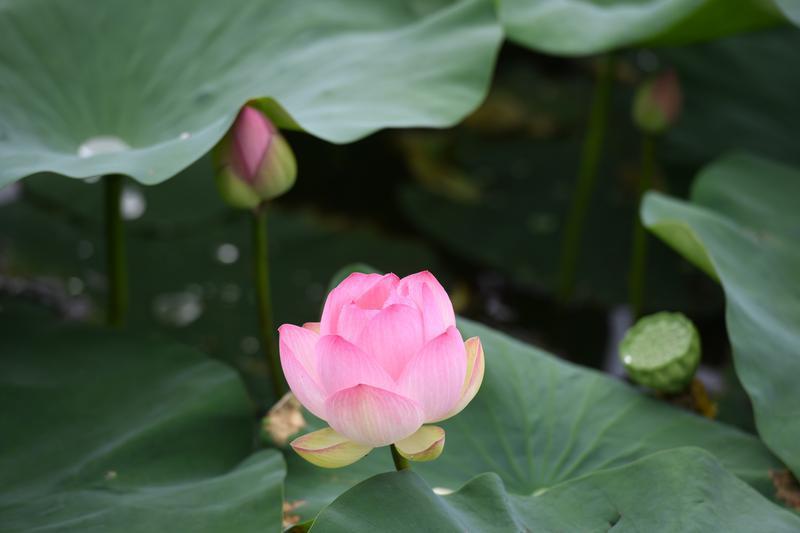 碧葉連天粉荷俏 桃花潭畔夏意濃