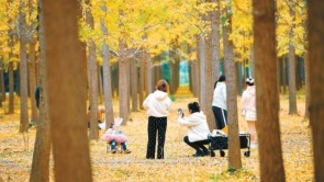 層林盡染金秋色醉遊人