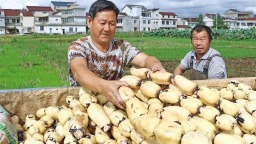 陜西省“中國農民豐收節”主場活動開幕 京津冀客商陜西産地行活動啟動