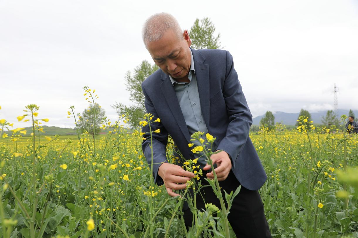 走出楊淩看示範∣青海萬畝良田綻放金色希望 科企合作激活油菜産業新動能_fororder_圖片3