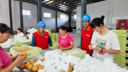 陜西洋縣草壩村：黃金梨帶動生態與經濟雙贏