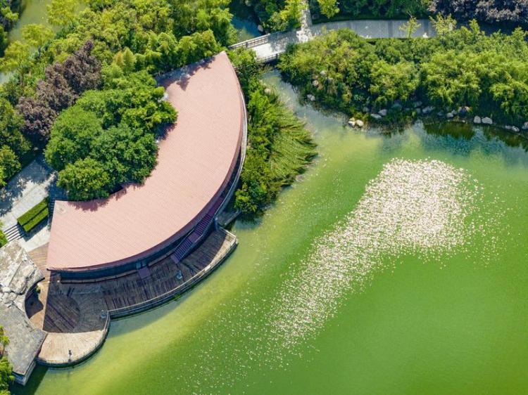 中湖公園 綠意盎然