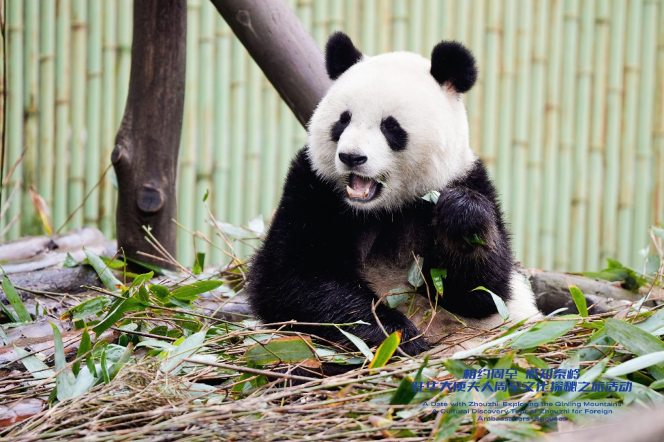 邂逅“生態諾亞方舟”的精靈 駐華大使夫人解碼中國生物多樣性保護的東方智慧_fororder_圖片32