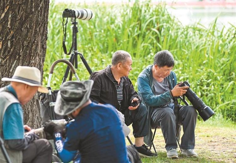 “淩波仙子”水雉現身西安世博園