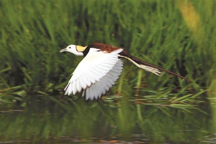 從觀鳥到護鳥 一起守護“藍天精靈” 西安野生鳥類種類達467種 佔全省81%