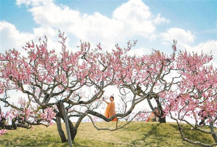 西安“春日經濟”在繁花與田野間活力綻放_fororder_微信圖片_20250417085649