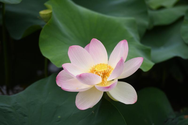 碧葉連天粉荷俏 桃花潭畔夏意濃