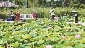荷花朵朵 夏意滿滿